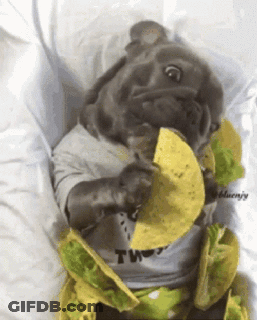 Nappy Puppy Funny Taco Tuesday Eating GIF