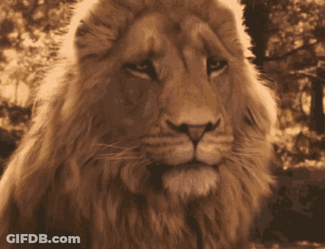 Narnia Aslan GIF