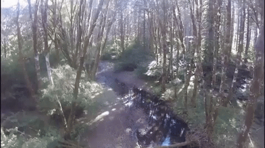 Narrow Track Of Swamp GIF