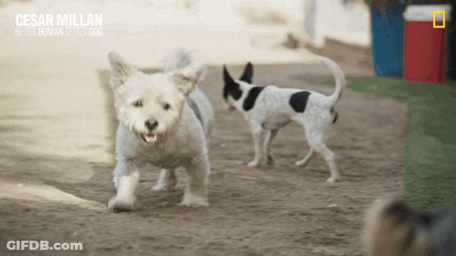 Nat Geo Dog Woof GIF