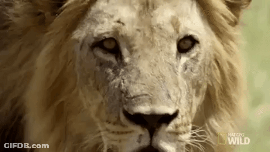 Nat Geo Wild King Lion Roar GIF