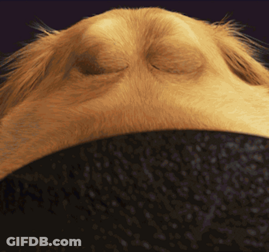 National Dog Day August Tweenty Six GIF