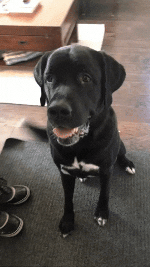 National Dog Day Black Labrador GIF
