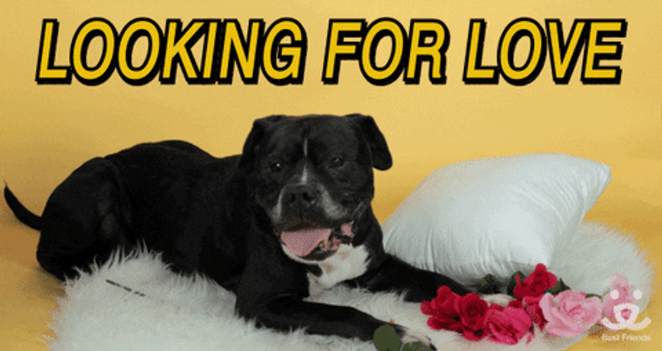 National Dog Day Black Pitbull Looking For Love GIF
