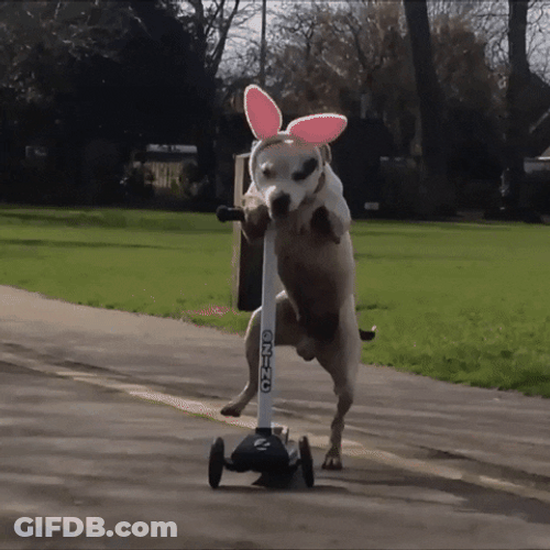 National Dog Day Dog On Scooter GIF