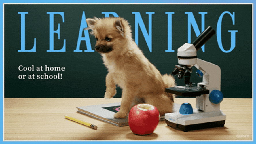 National Dog Day Dogs At Home Or School GIF