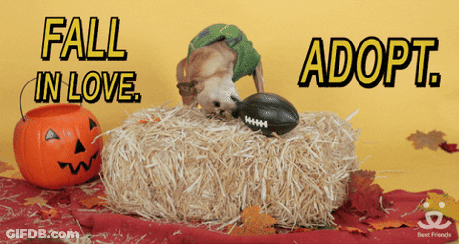 National Dog Day Fall In Love Then Adopt GIF