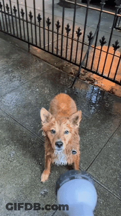 National Dog Day Splashing Water GIF