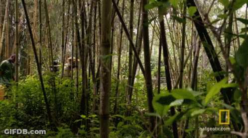 National Geographic Logo In Dense Forest GIF