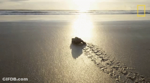 National Geographic Logo On Beach GIF