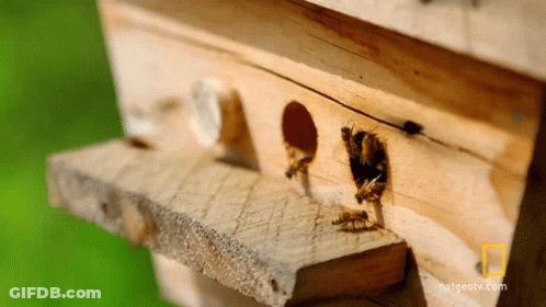 National Geographic Logo On Wooden Box GIF