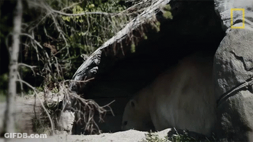 National Geographic Logo GIF