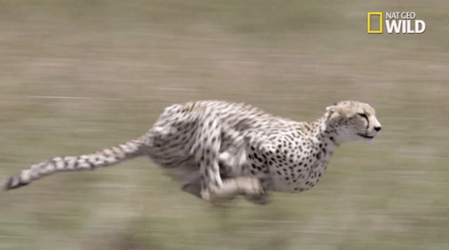 National Geographic Wild Animal Cheetah Running GIF