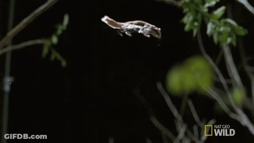 National Geographic Wild Bird Flying In Dark GIF