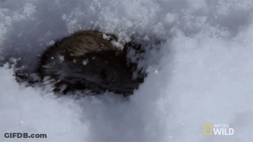 National Geographic Wild Logo On Snowy Surface GIF