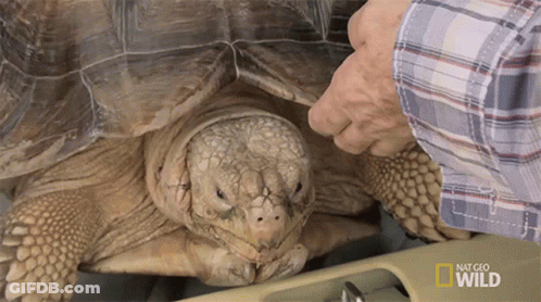 National Geographic Wild Man Examining Turtle GIF