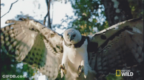 National Geographic Wild Owl Flying GIF