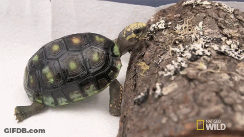 National Geographic Wild Turtle Crawling On Log GIF