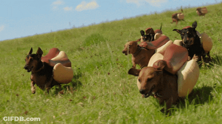 National Hot Dog Day Dachshunds In Bun Costumes GIF