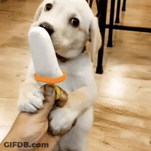 National Ice Cream Day Dog Licking GIF