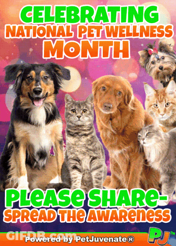 National Pet Wellness Month Poster With Dogs And Cats GIF