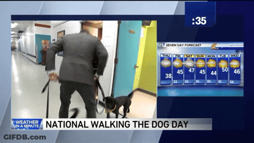 National Walking Dog Day GIF
