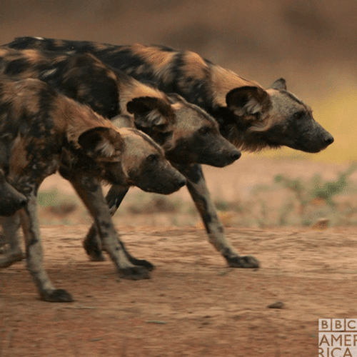 Nature Clan Of Hyena GIF