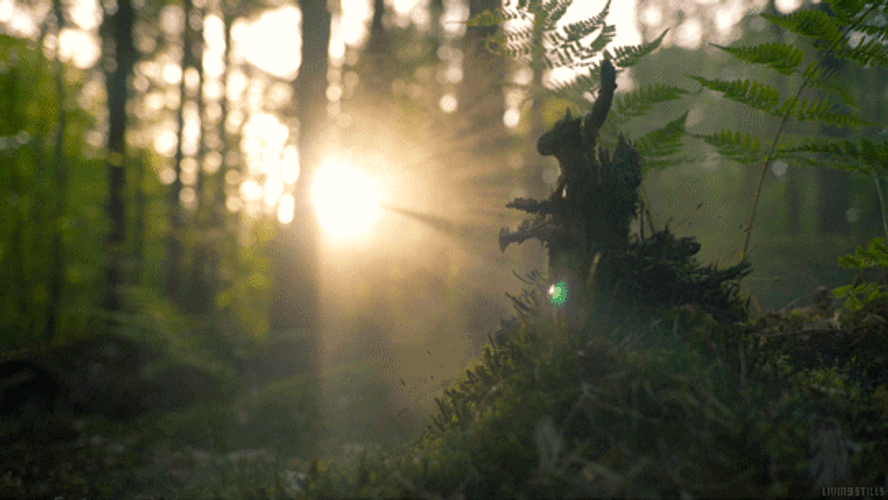 Nature Foggy Sunrise In Forest GIF