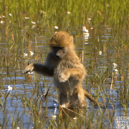 Nature Funny Monkey Crossing River GIF