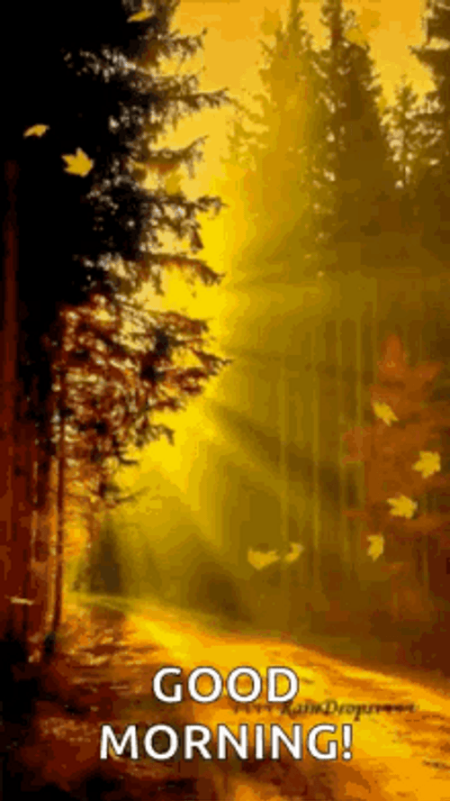 Nature Good Morning Autumn Forest GIF