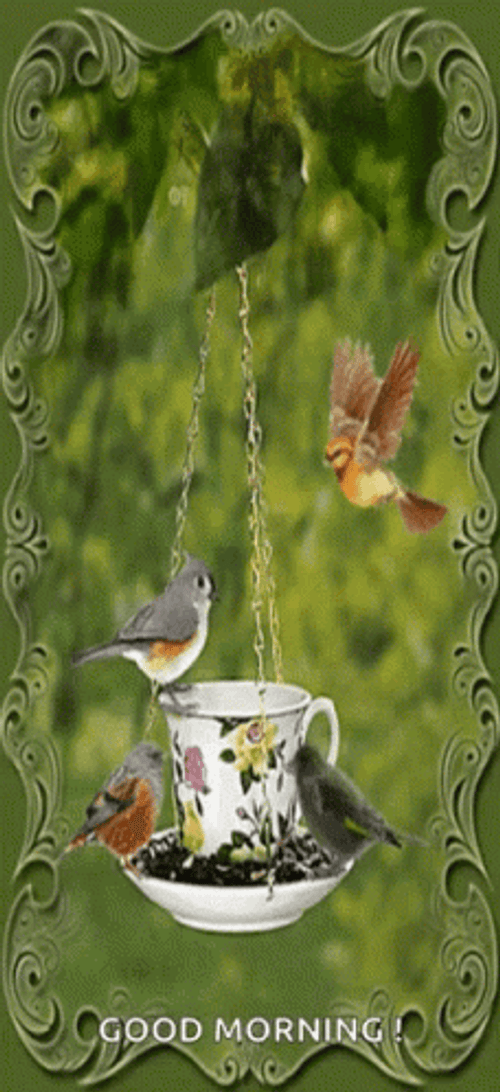 Nature Good Morning Bird Breakfast GIF