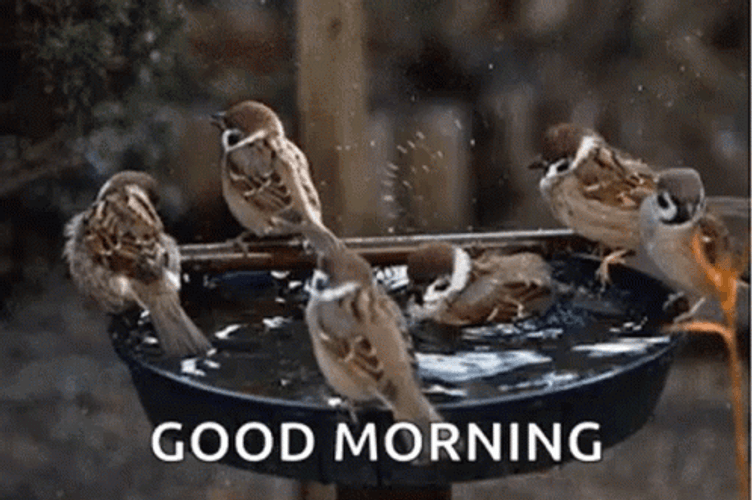 Nature Good Morning Birds Bathing GIF