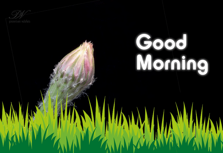 Nature Good Morning Blooming Flower GIF
