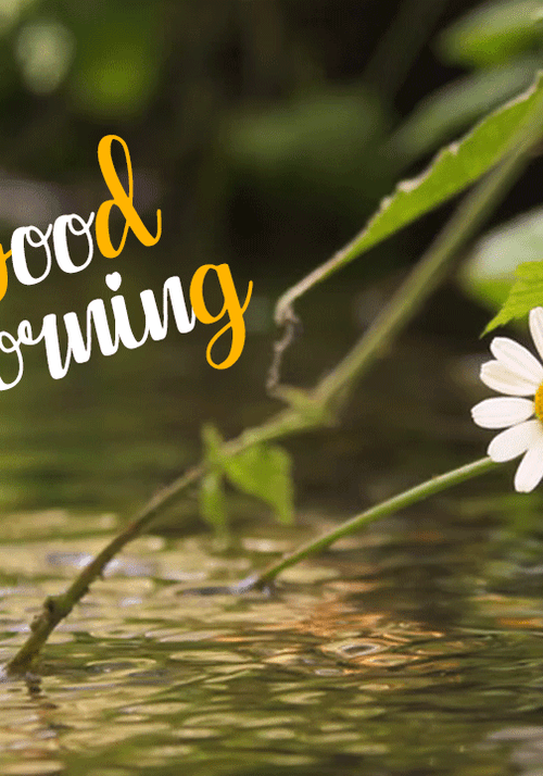 Nature Good Morning Daisies GIF