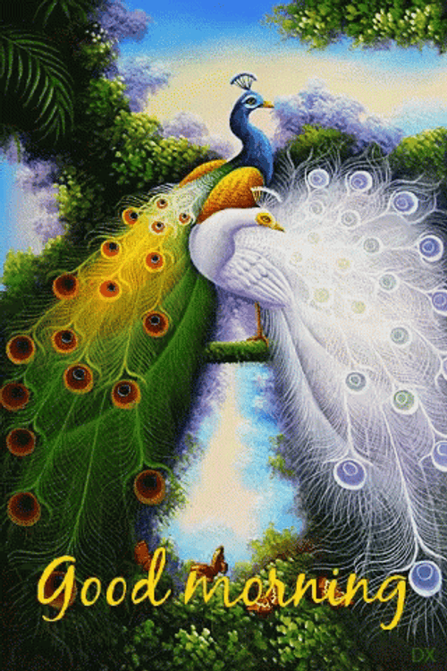 Nature Good Morning Peacock GIF