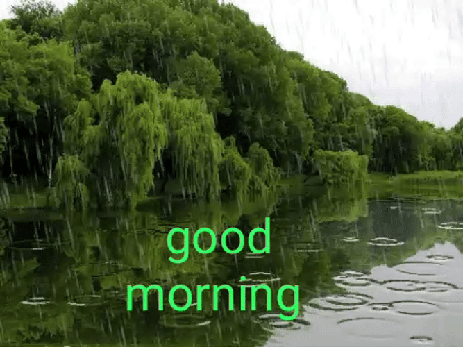 Nature Good Morning Raining GIF