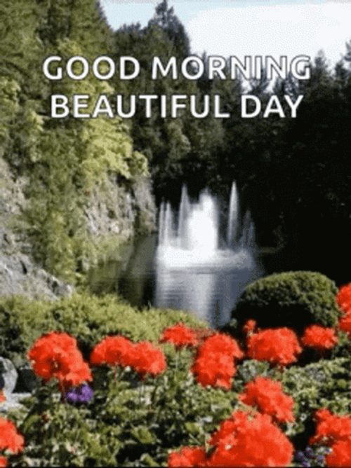Nature Good Morning Red Flowers GIF