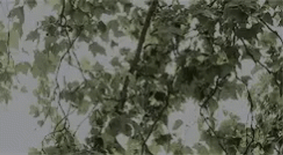 Nature Green Aesthetic Tree Leaves GIF