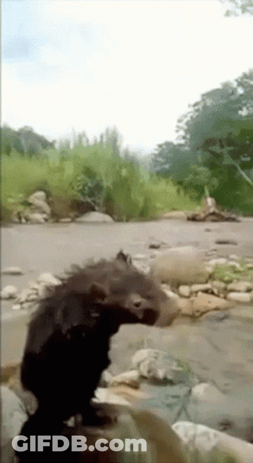 Nature Lover Rat Showering GIF