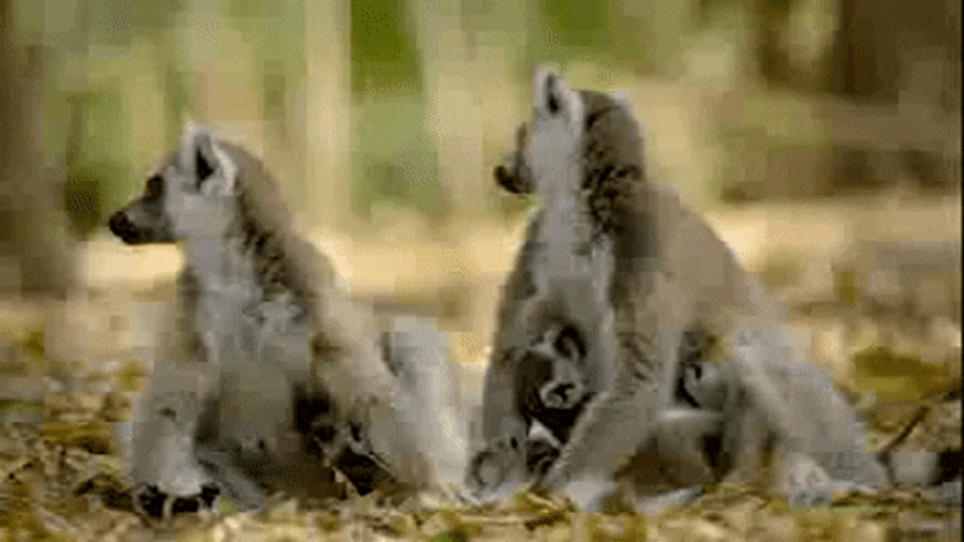 Nature's Cute Lemur GIF