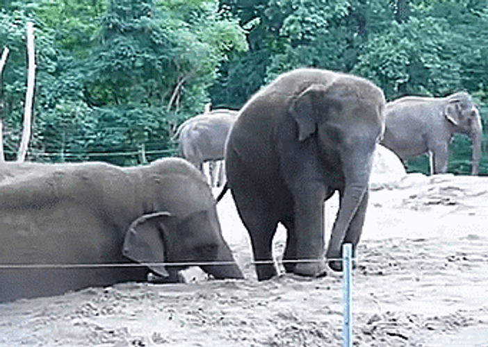 Naughty Baby Elephant Pushed By Mother GIF