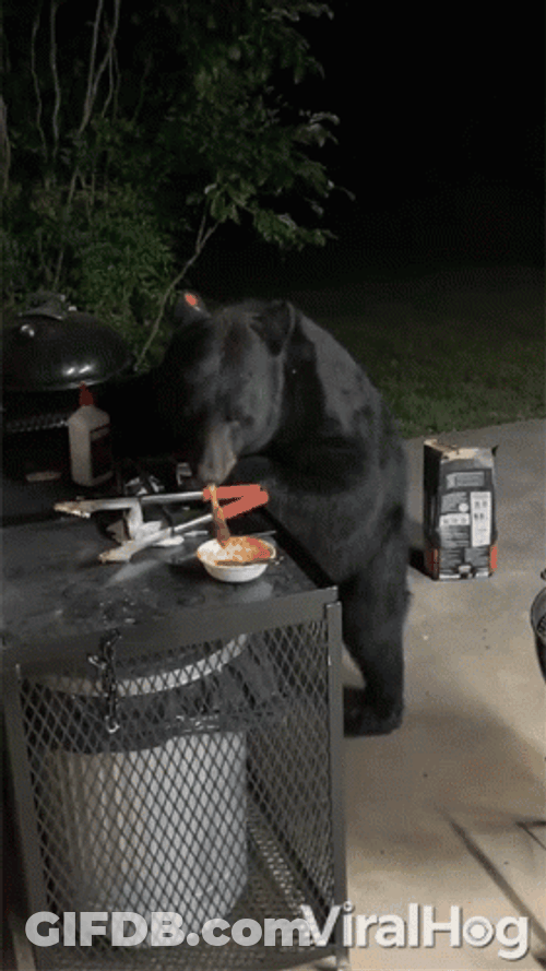 Naughty Bear Eating In Barbecue Grill GIF