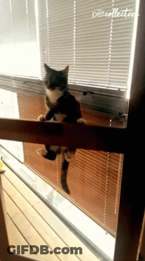 Naughty Cat Hanging On Screen Door GIF