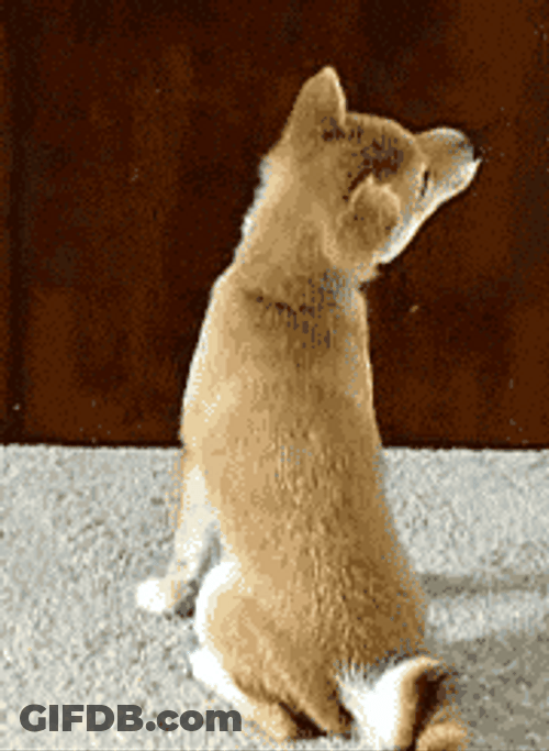Naughty Flexible Dog Meme GIF