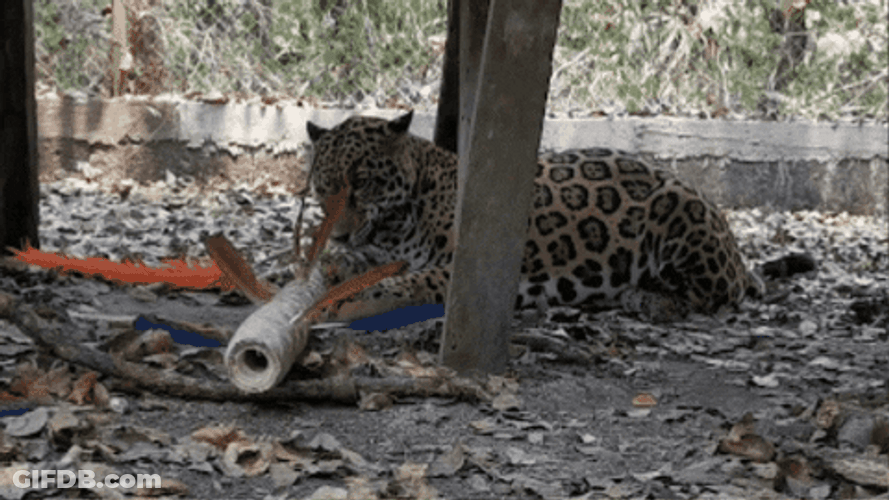 Naughty Jaguar Playing GIF