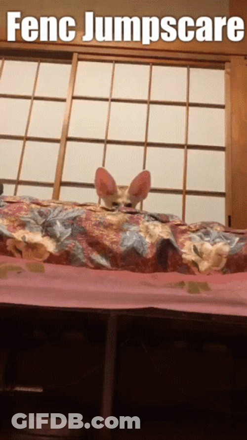 Naughty Little Fennec Fox Jump Scare GIF