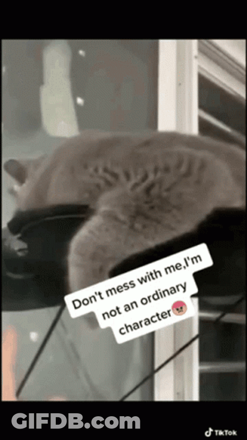 Naughty Mischievous Cat Making Biscuits GIF