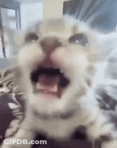 Near The Camera Screaming Cat Meme GIF