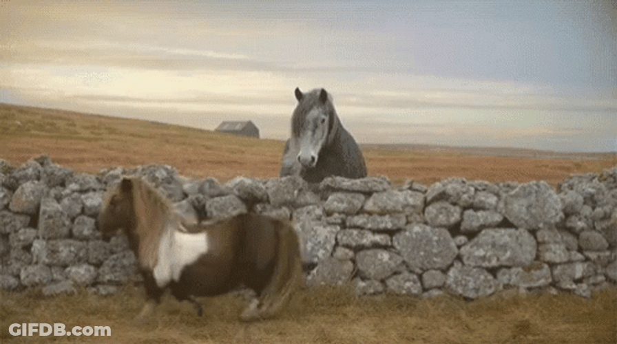 Neigh Deal With It Big Horse GIF