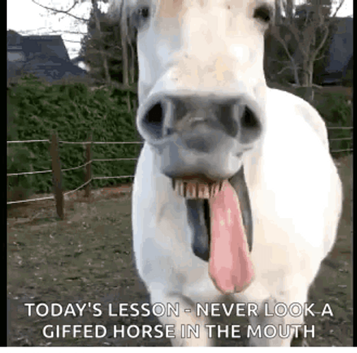Neigh White Horse Shouted GIF